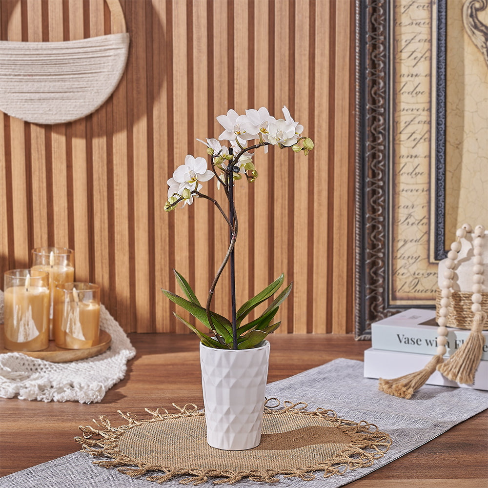 White Orchid Plant with Pot – how the gift is presented