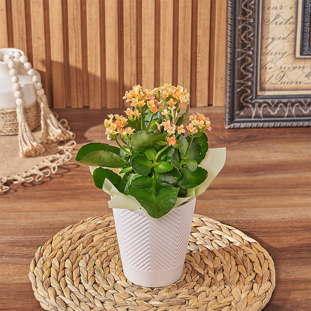 Assorted Kalanchoe in Modern Planter – how the gift is presented