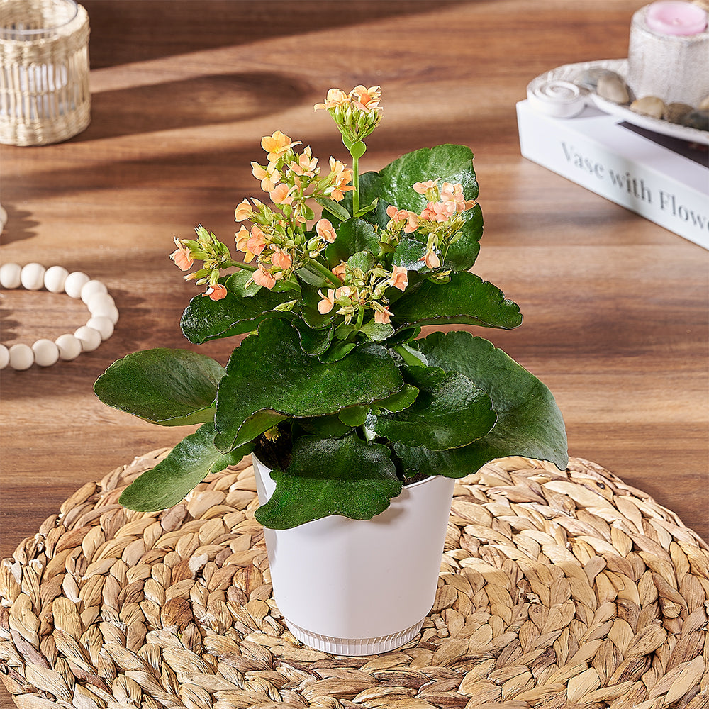 Classic Kalanchoe Plant in Pot – how the gift is presented