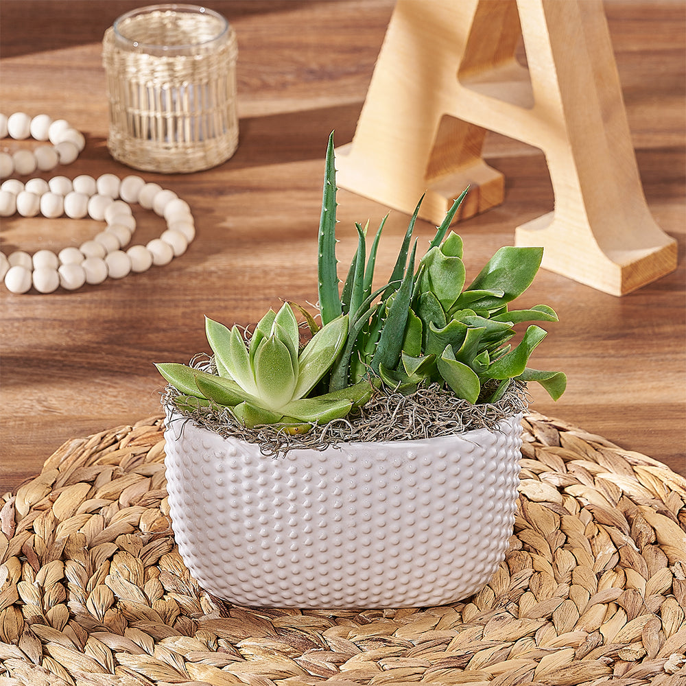 Succulent Garden Trio – how the gift is presented