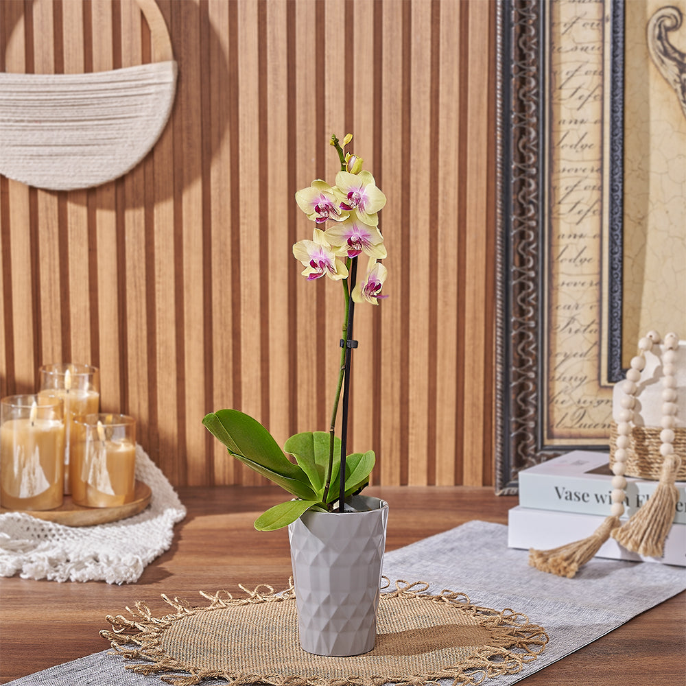 Mini Yellow Orchid in Modern Pot – how the gift is presented