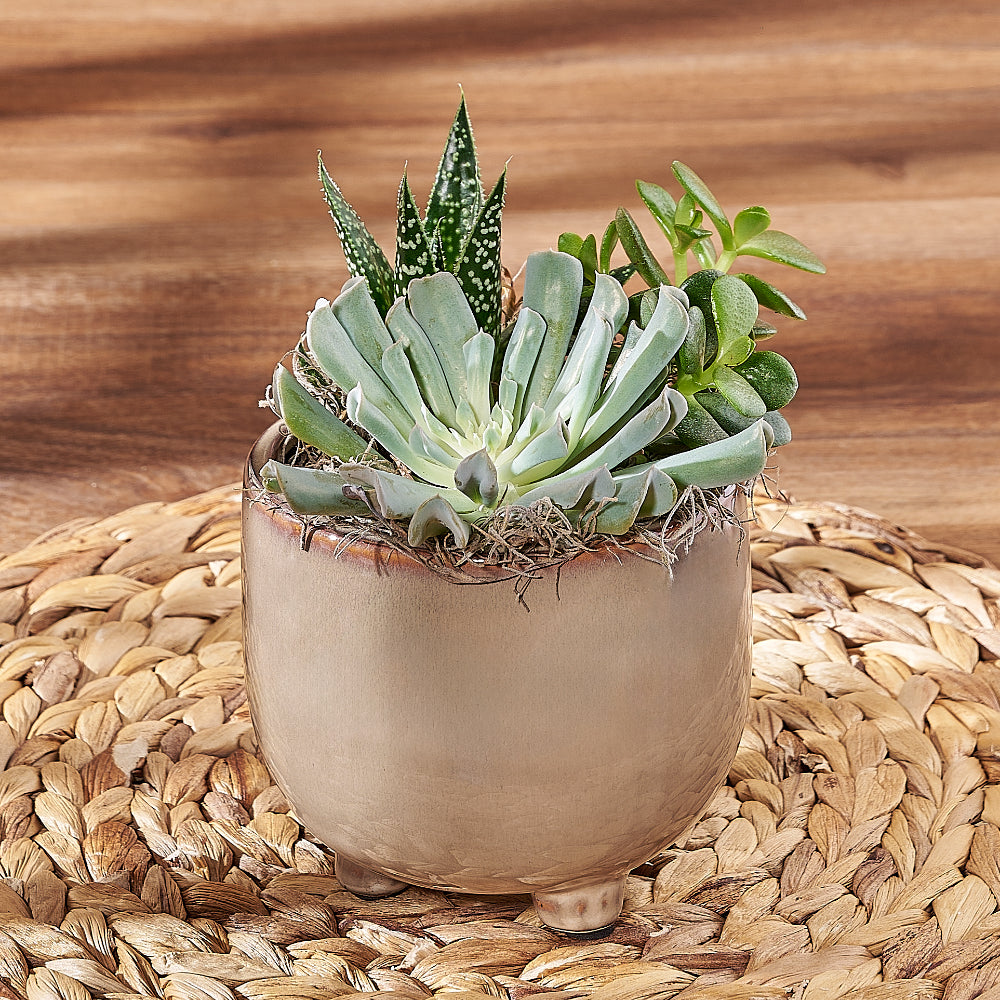Desk Succulent Plant – how the gift is presented