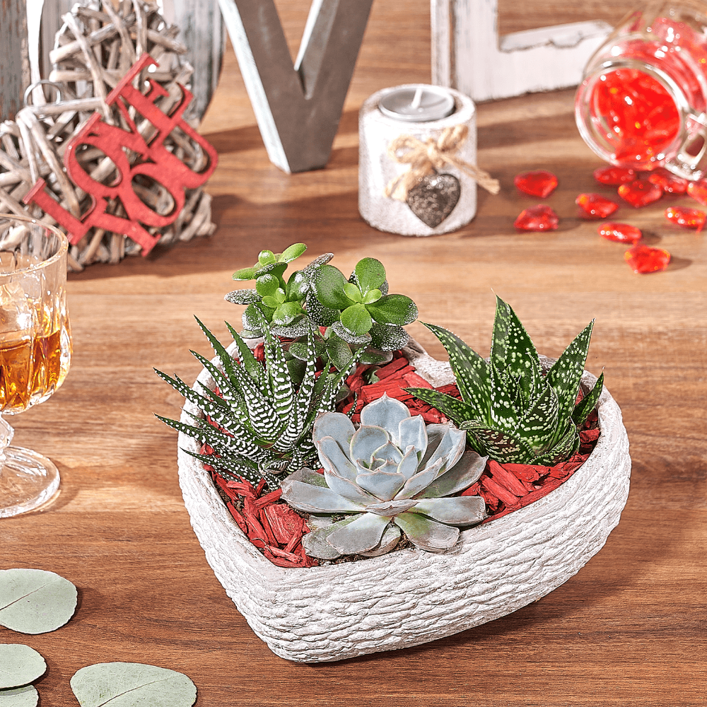 Heart-Shaped Rock Garden Succulent Plant – how the gift is presented