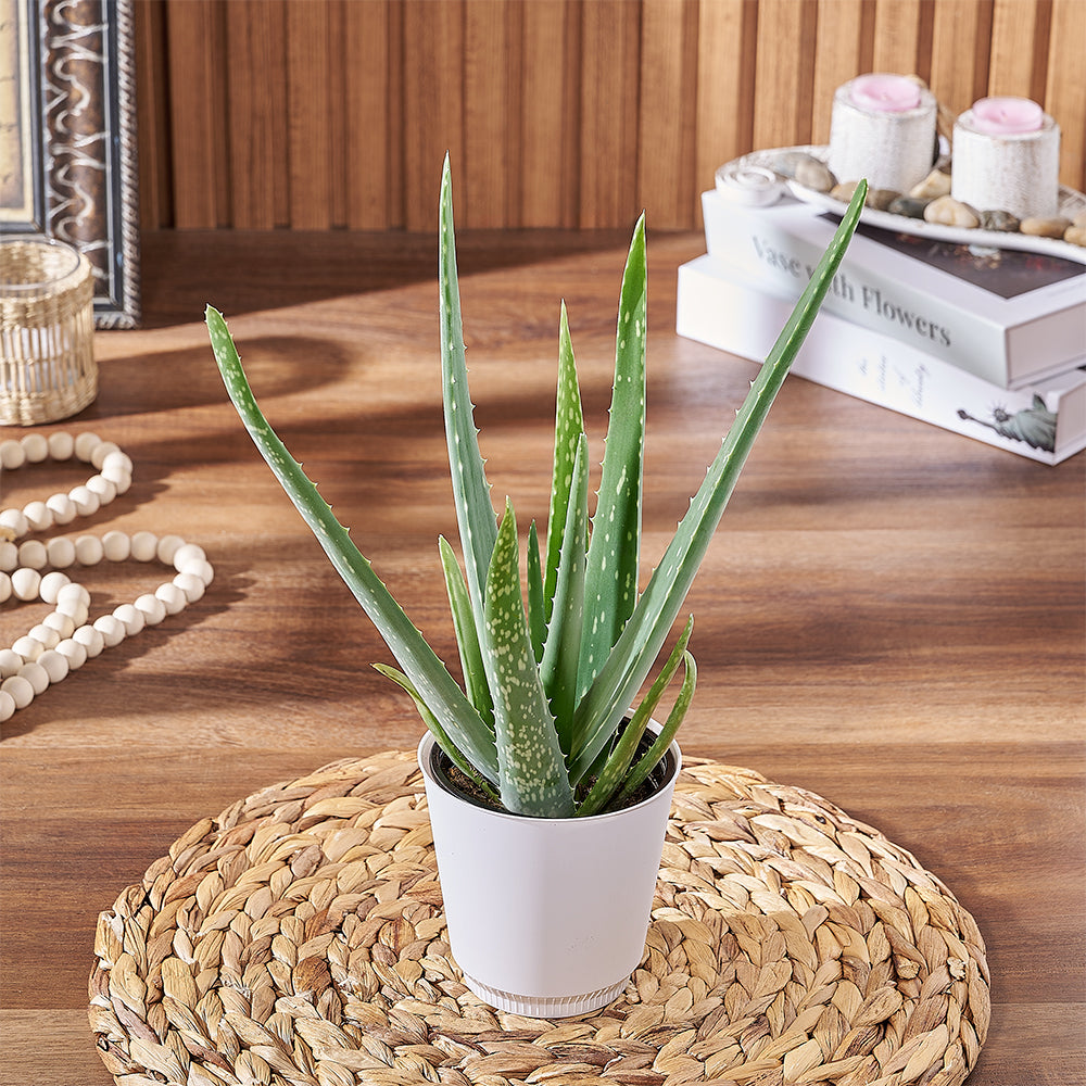 Aloe Plant, plant gift, plant, aloe gift, aloe, Hamilton delivery