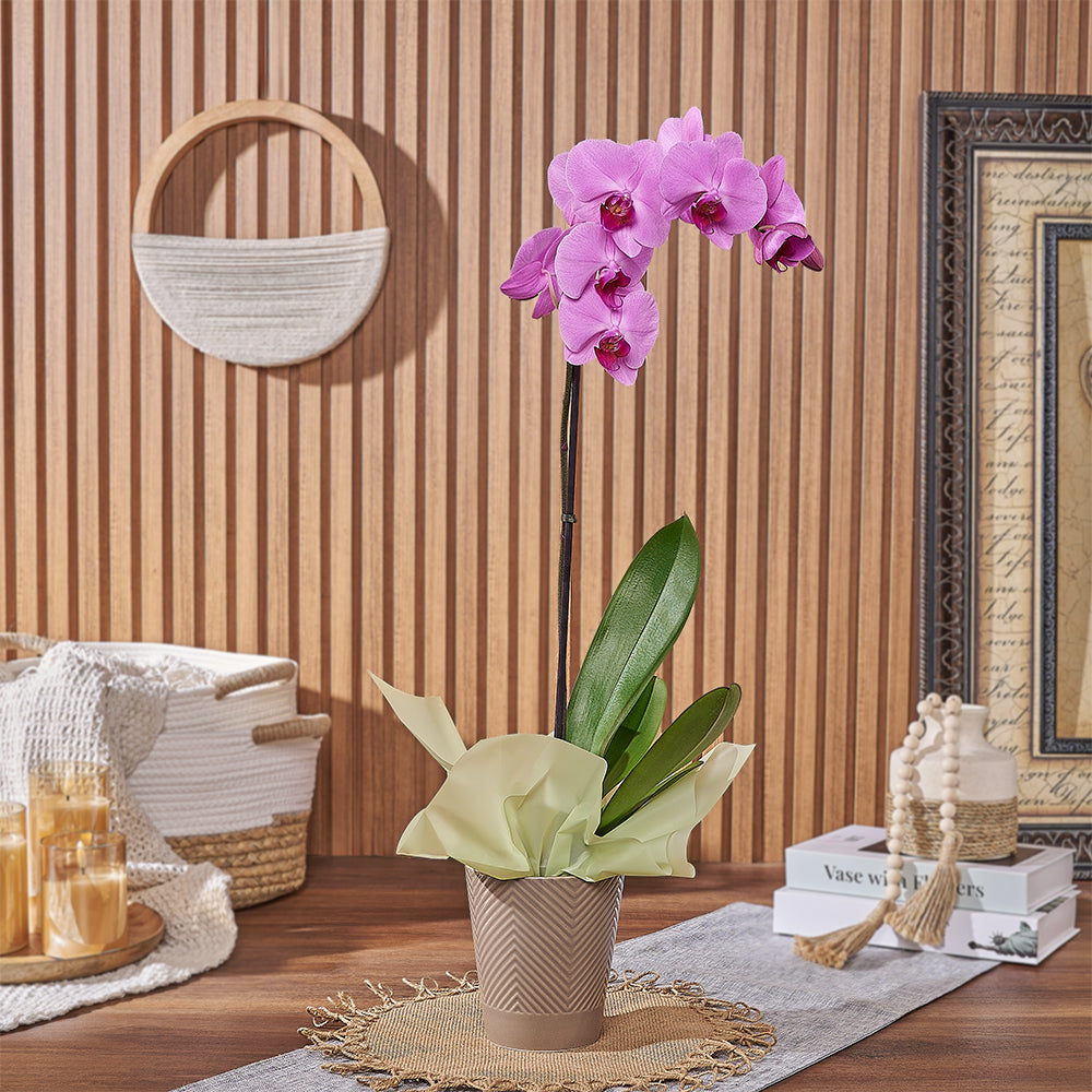 Premium Pink Phalaenopsis Orchid Indoor Plant – how the gift is presented