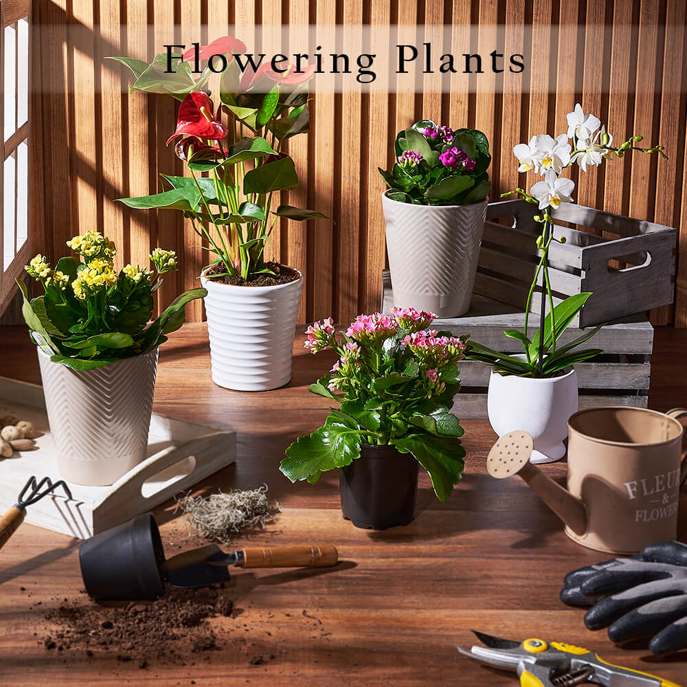 Flowering Plants from Hamilton Baskets - Hamilton Delivery