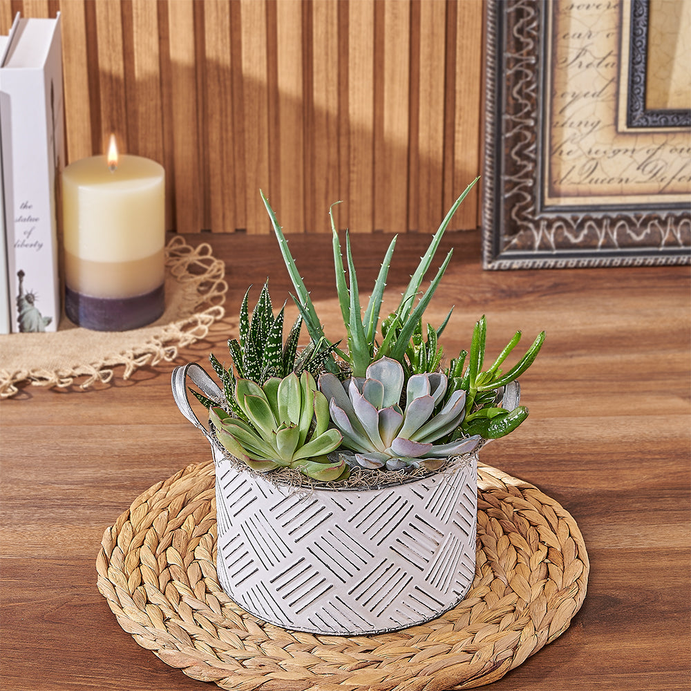 With the Generous Succulent Gift, enjoy a beautiful and vibrant plant gift that is sure to brighten up any space, Hamilton delivery