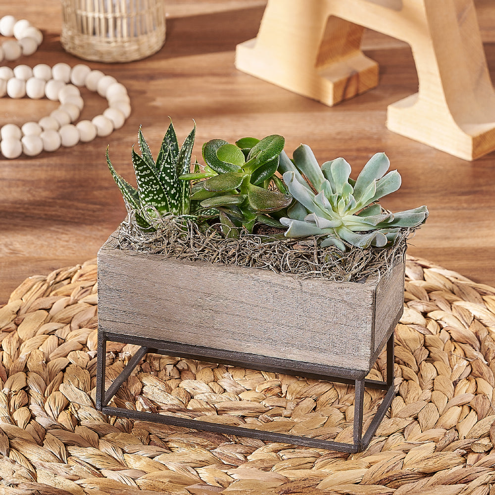 succulents hamilton Indoor Succulent Garden - Hamilton Baskets