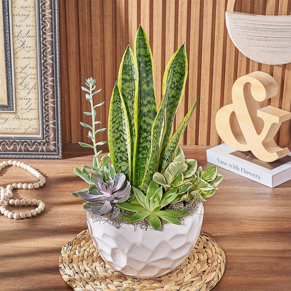 Ceramic Succulent Garden with Sansevieria – how the gift is presented