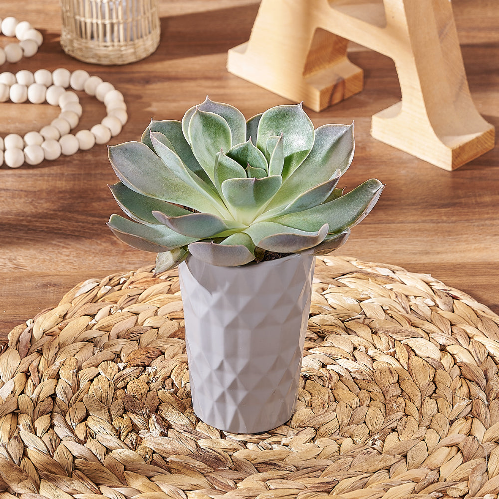 succulent plant gift delivery Modern Potted Succulent – Plant gift baskets – Hamilton delivery