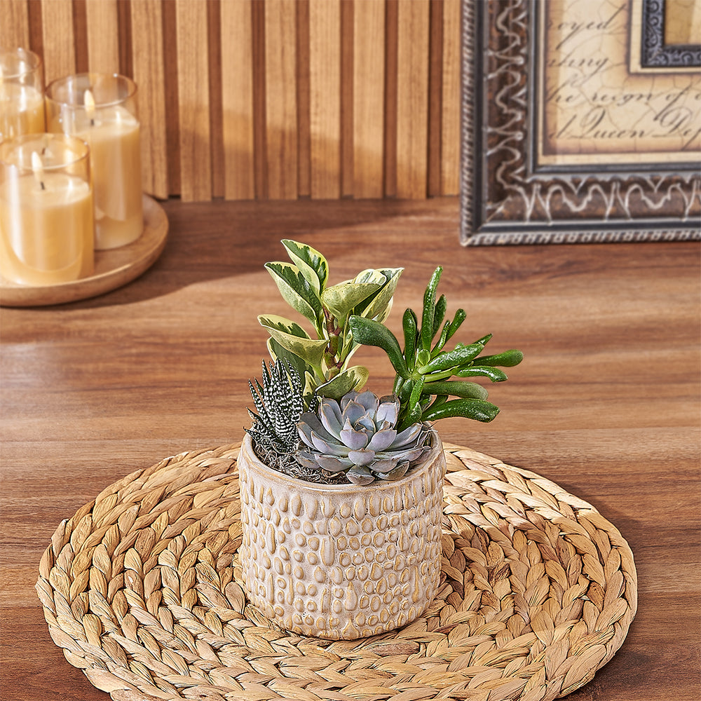 Assorted Organic Succulent Planter – how the gift is presented