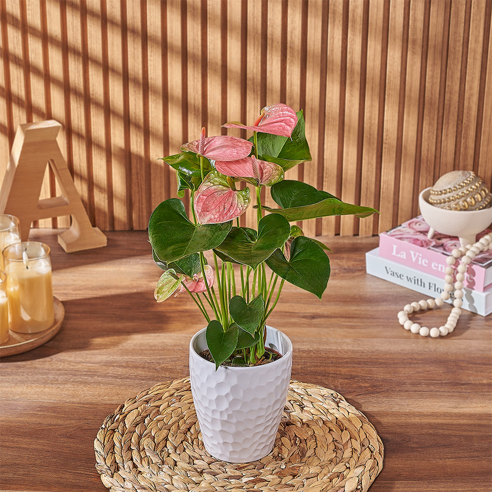 Pink Anthurium Plant, plant gift, plant, anthurium gift, anthurium, Hamilton delivery