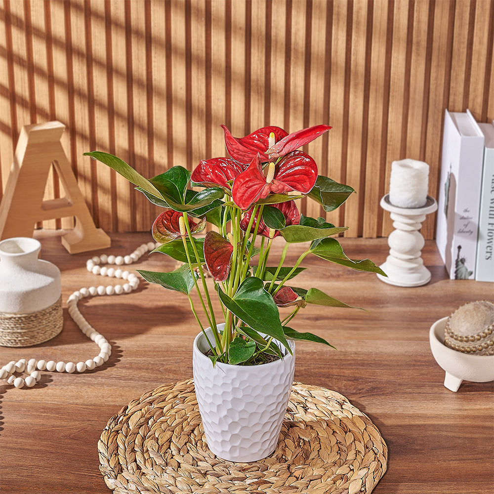 Premium Red Anthurium Indoor Potted Plant – how the gift is presented