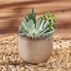 Potted Succulent Trio, plant gift, plant, succulent gift, succulent, Hamilton delivery