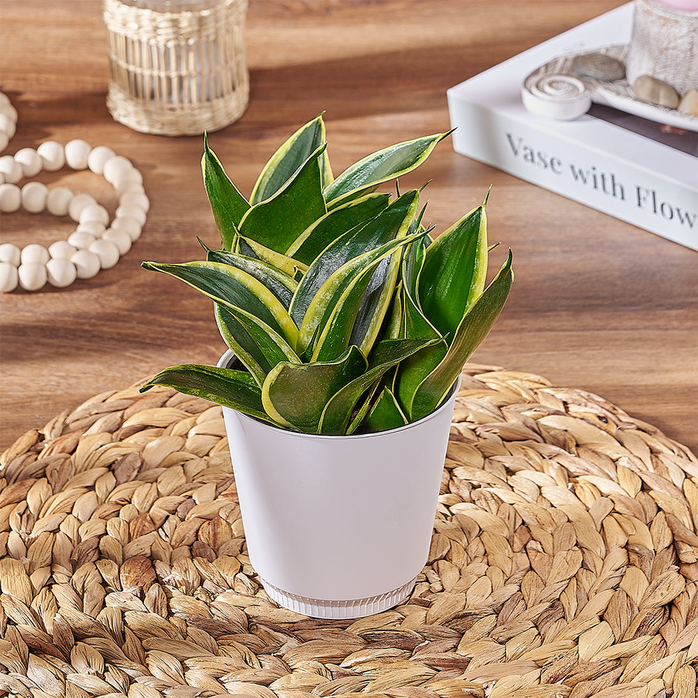 Ceramic Pot Succulent – how the gift is presented