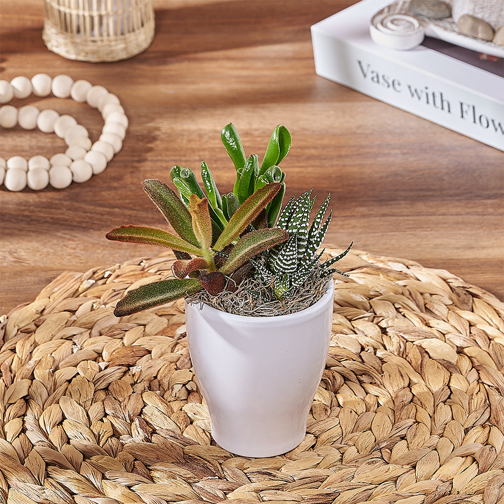 succulents hamilton Small Succulent Trio - Plant gift baskets – Hamilton delivery