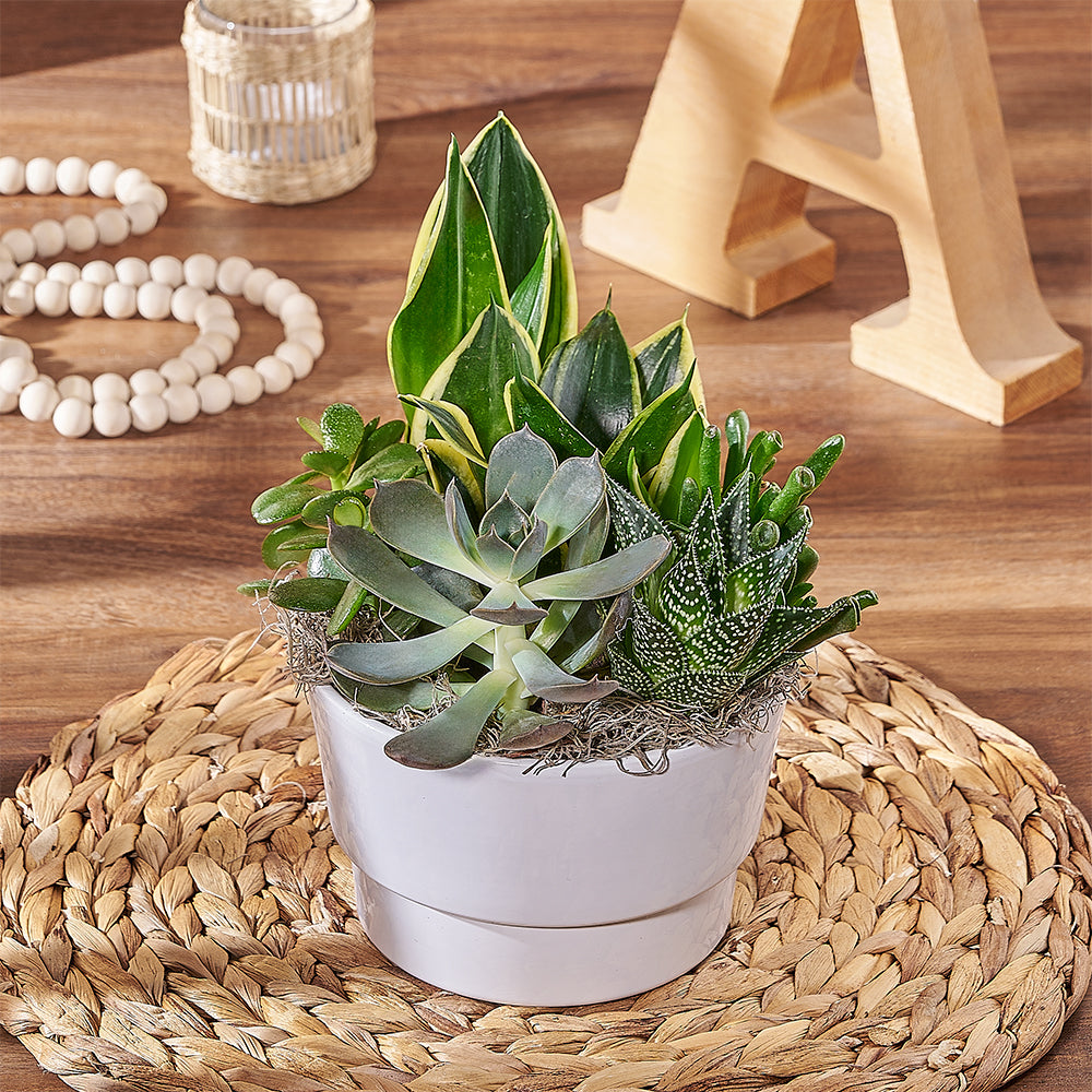 White Planter Succulent Gift – how the gift is presented