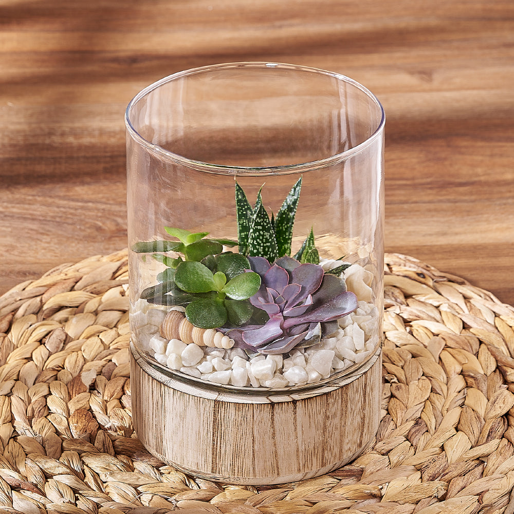 Succulent Garden Terrarium, plant gift, plant, succulent gift, succulent, Hamilton delivery