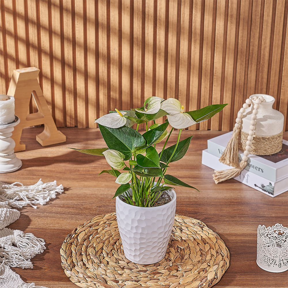 Send the White Anthurium Plant to anyone who loves a beautiful and natural plant gift, Hamilton delivery