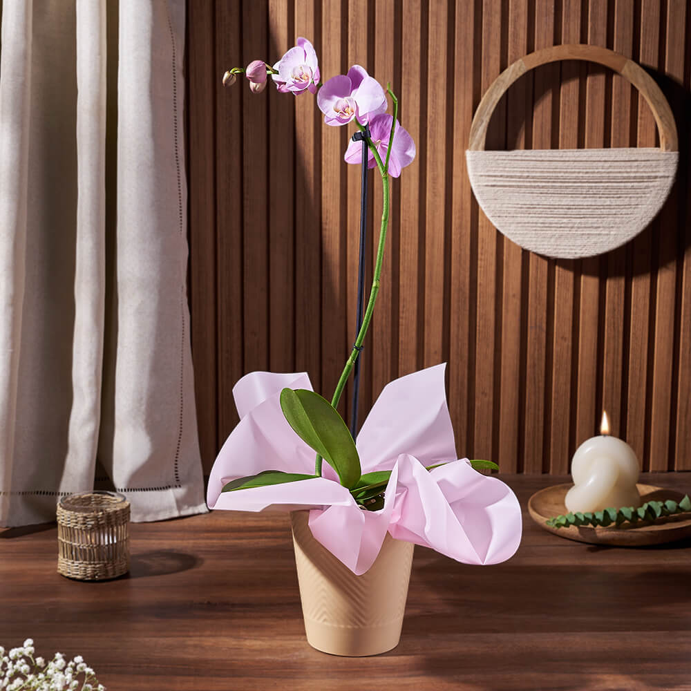 5-Inch Purple Orchid Plant – how the gift is presented