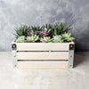 Amesbury Succulent Crate from Hamilton Baskets - Hamilton Delivery