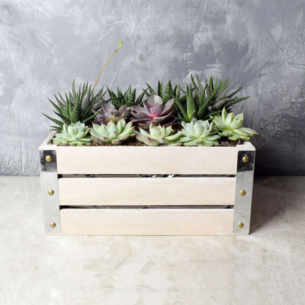 Amesbury Succulent Crate from Hamilton Baskets - Hamilton Delivery