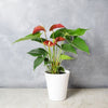 Potted Anthurium Plant from Hamilton Baskets- Hamilton Delivery