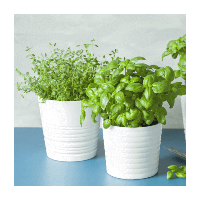 Seasonal Plants from Hamilton Baskets - Hamilton Delivery