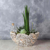St. Lawrence Potted Succulent Garden from Hamilton Baskets - Plant Gift Set - Hamilton Delivery.