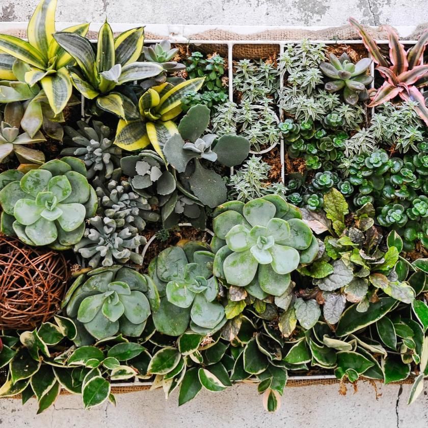 Succulents &amp; Cacti from Hamilton Baskets - Plant Subscription - Hamilton Delivery