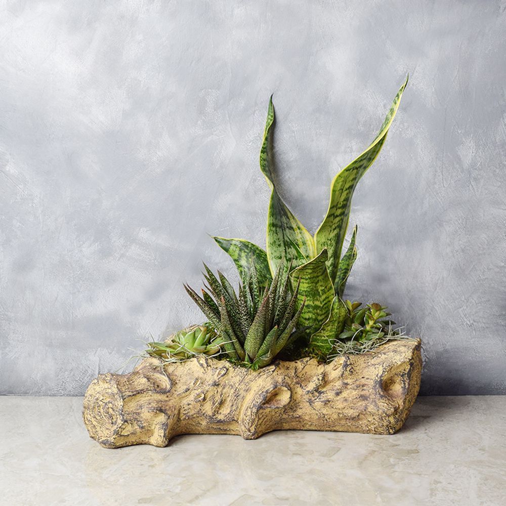 Give mother nature a spot in your cozy nook and let this gorgeous Succulent Log Garden show you what it can do, with plants that are designed to help you focus, brighten up your space, increase humidity in the air, and bring just a touch of the great outdoors into your home from Baskets Hamilton - Hamilton Delivery