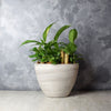 Woodbine Tropical Plant Garden from Hamilton Baskets - Plant Gift - Hamilton Delivery